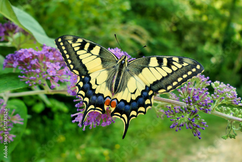 Canvas Print Swallowtail Butterfly ( Papilio machaon) feeding on a Butterfly-Bush (Buddleia)
