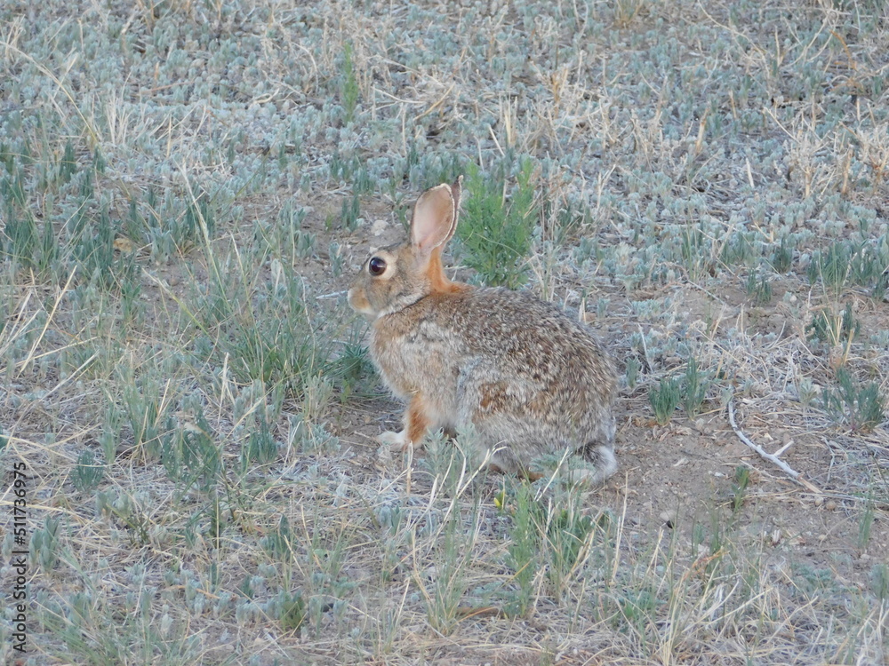 Fototapeta premium rabbit in the grass