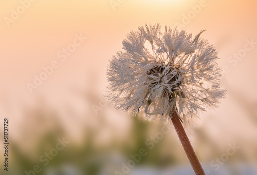 Dandelion flower macro covered with snow