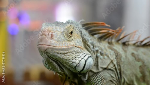 close-up of iguanas at the exhibition site. iguana expression on blur background