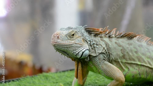close-up of iguanas at the exhibition site. iguana expression on blur background