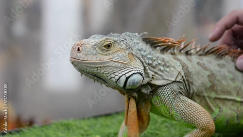 portrait of iguana massaged and petted by hand