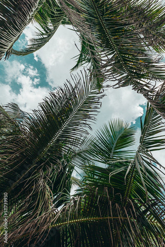 beautiful tropical palm leave trees on an island during sunny day with clouds