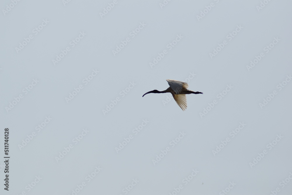 Fototapeta premium stilt