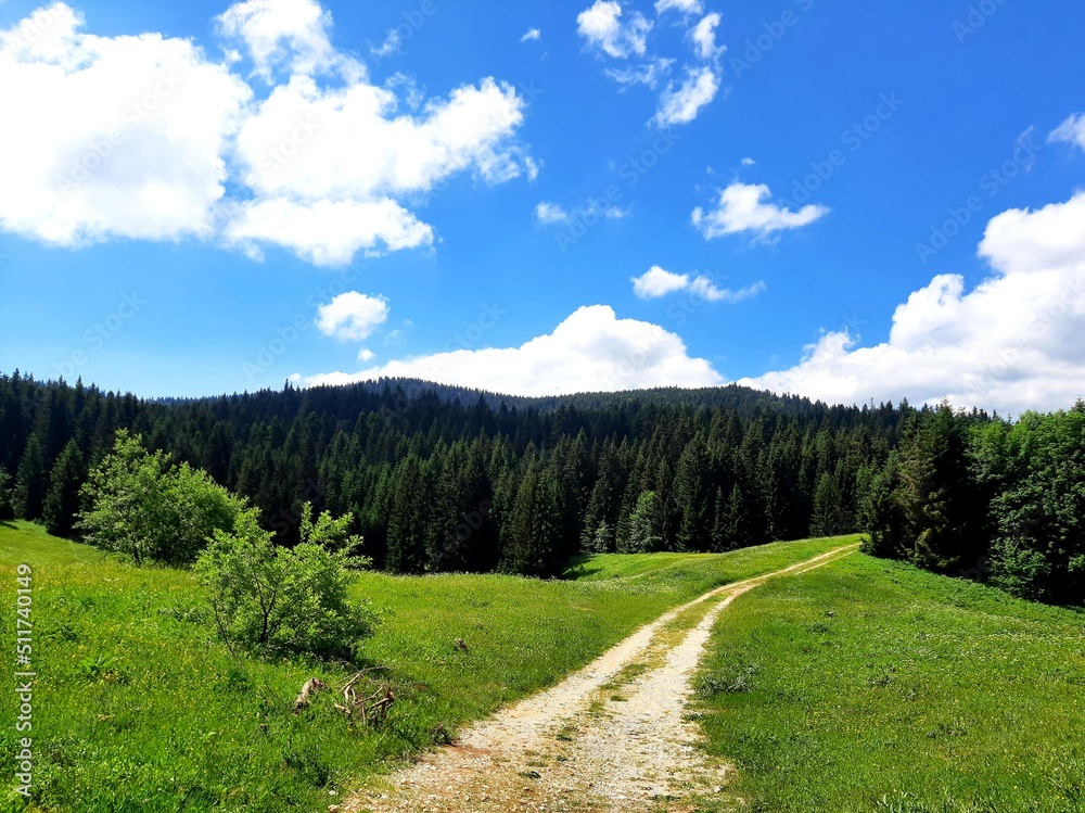 Gravel road through forest on mountain Igman, Bosnia and Herzegovina