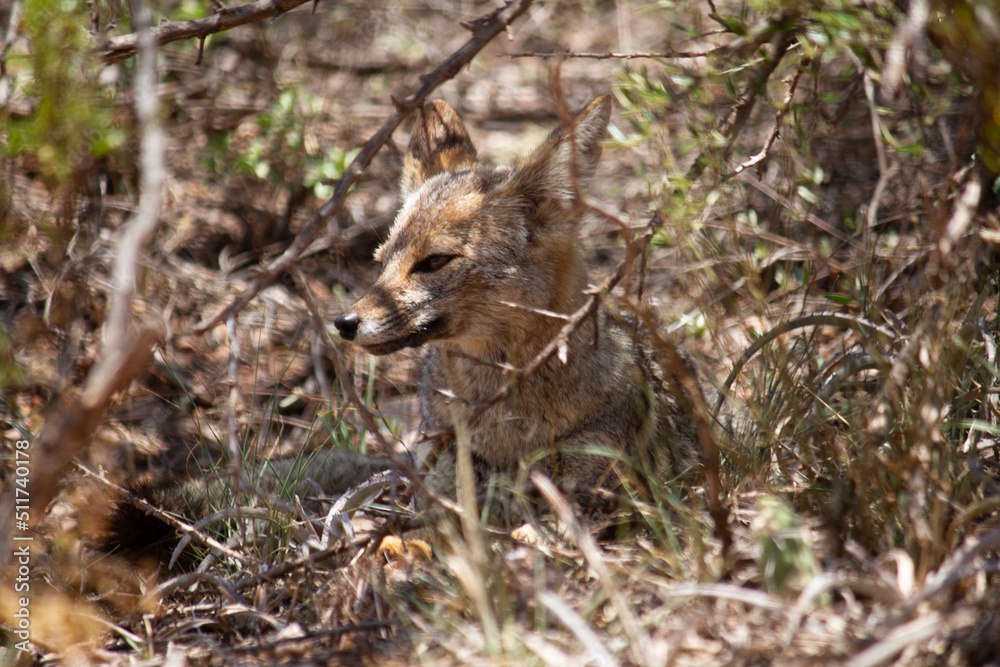 Wildlife. Closeup view of a grey fox, Lycalopex gymnocercus, resting in the arid desert.