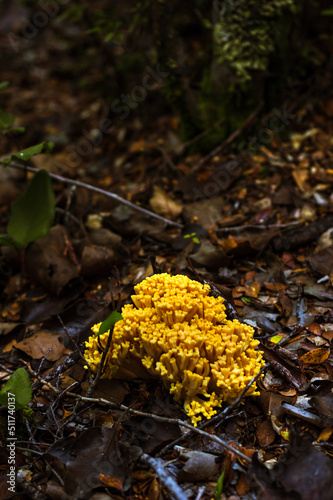 Obraz na płótnie Pink cauliflower mushroom in natural state growing in autumn w salonie