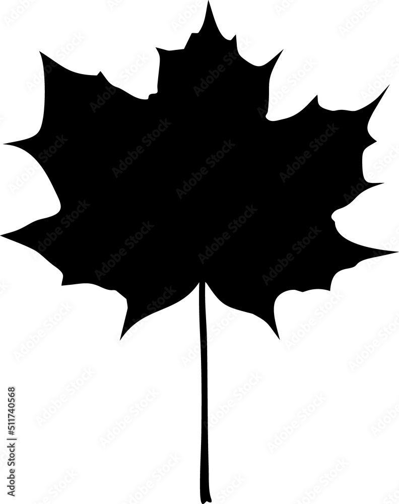 Black silhouette of leaf of Norway maple or Acer platanoides isolated on white background Black silhouette of leaf of Norway maple or Acer platanoides isolated on white background