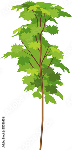 Maple (Acer platanoides) tree with green crown isolated on white background