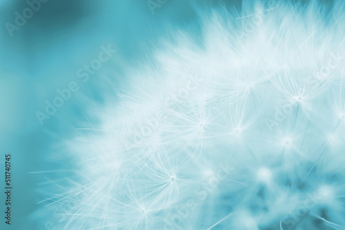 Dandelion downy head with seeds close up. Summer floral background. Airy and fluffy wallpaper. Light blue tinted backdrop. Dandelion pappus wallpaper. Macro