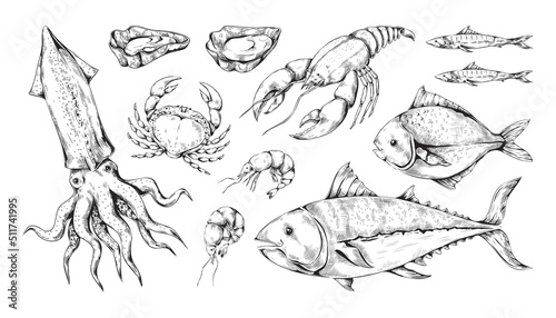Sketch seafood. Sea fish, octopus squid and lobster. Line art Japanese tuna. Gourmet food set. Engraving shellfish or crustacean. Hand drawn ocean animals. Vector vintage background