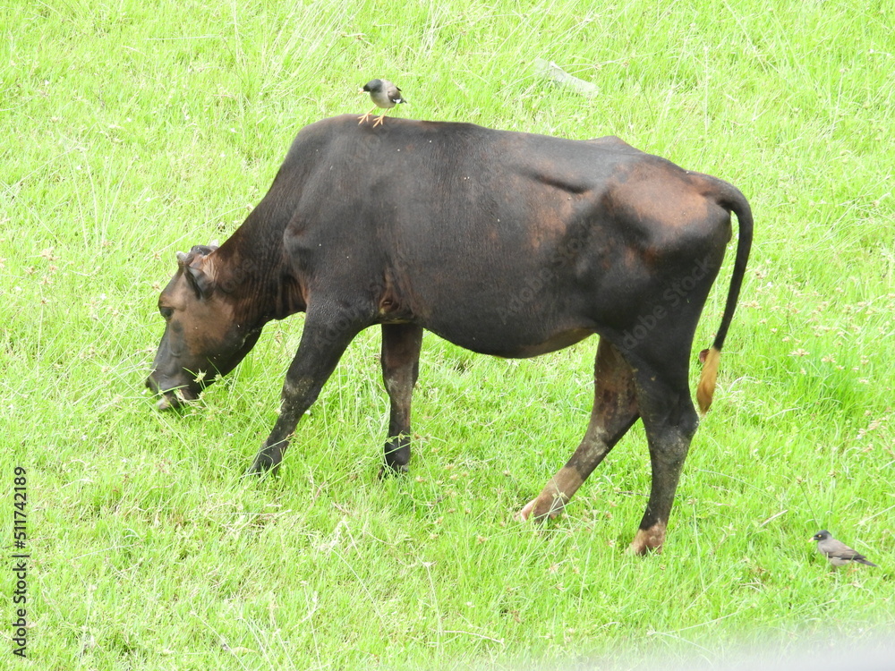 Black cow in the field Black cow in the field