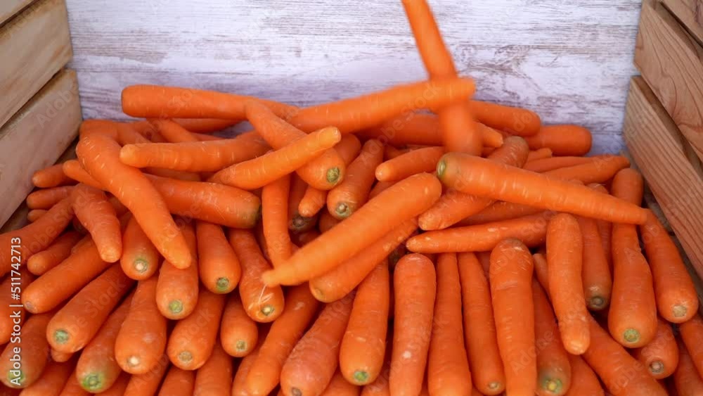 Many carrots falling from above in the collection of the product in the field. Many carrots falling from above in the collection of the product in the field.