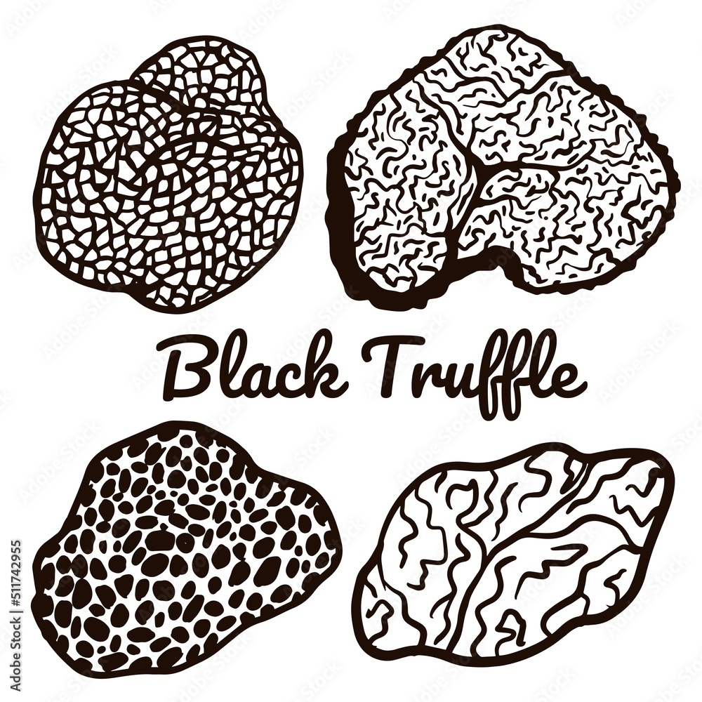 Black truffle line art. Vector mushroom illustrations isolated on white background for book, market, restaurant menu, package design. Black truffle line art. Vector mushroom illustrations isolated on white background for book, market, restaurant menu, package design.