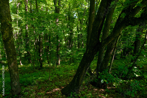 A forest in Samarskaya Luka National Park!
