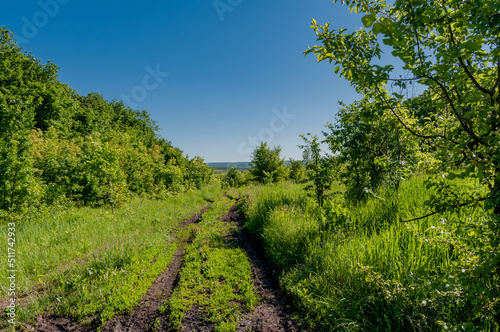 A forest in Samarskaya Luka National Park!