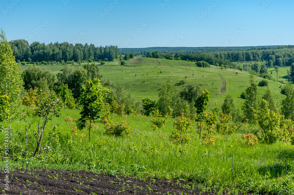 Fototapeta premium A forest in Samarskaya Luka National Park!