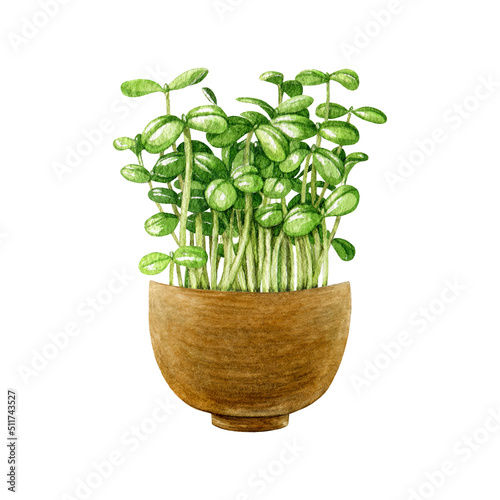 Green fresh sprouts in wooden bowl. Watercolor illustration. Healthy microgreen vegetarian eating concept. Clean raw eating diet. Sunflower microgreens in the bowl. White background