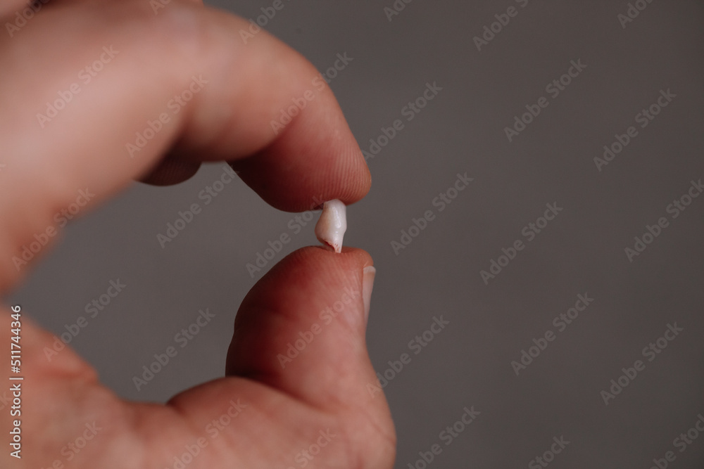 macro of child's newly fallen baby tooth, lower front incisor in the thumb and index finger on a gray blurred background.