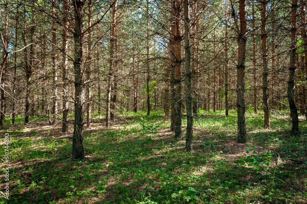 A pine forest in Samarskaya Luka National Park! A pine forest in Samarskaya Luka National Park!