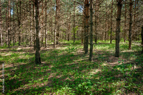 A pine forest in Samarskaya Luka National Park 