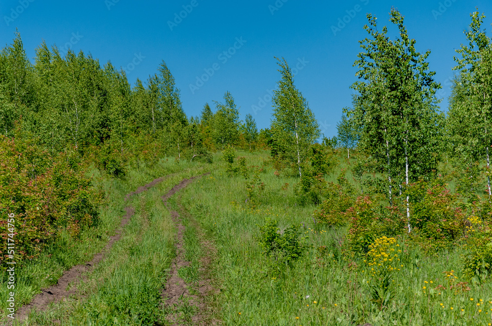 Pine forest in Samarskaya Luka National Park!