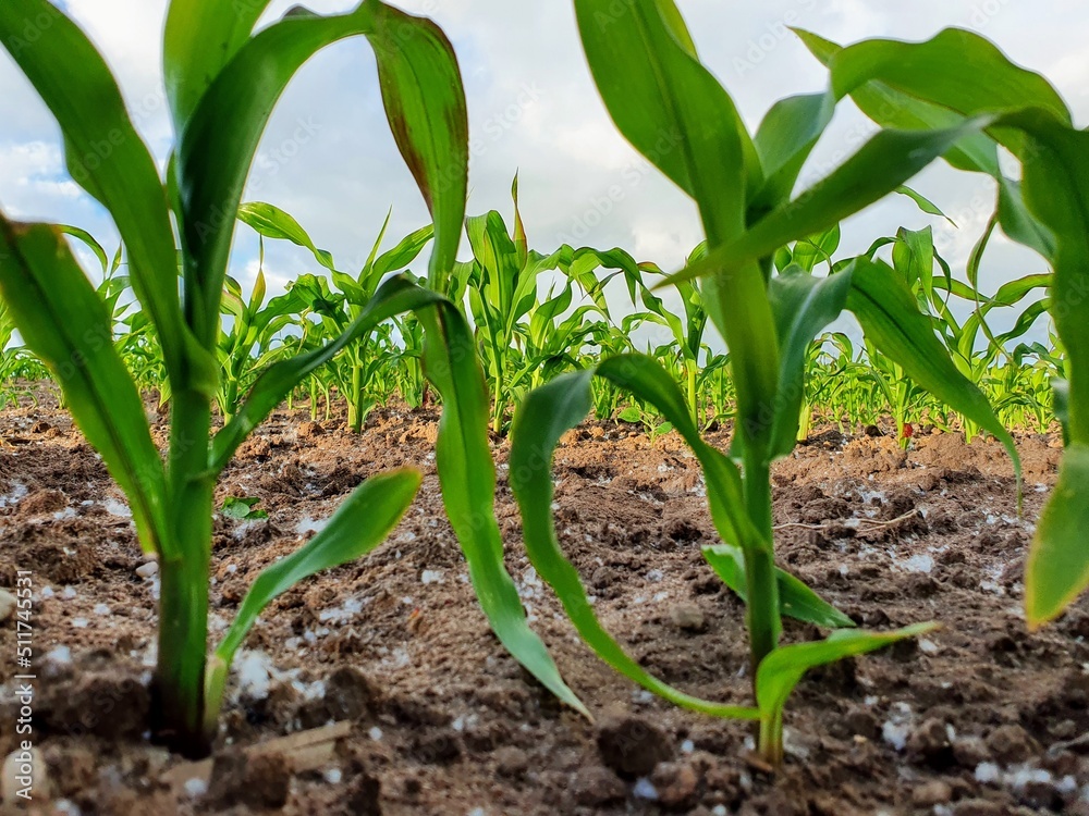 Obraz premium Corn fields