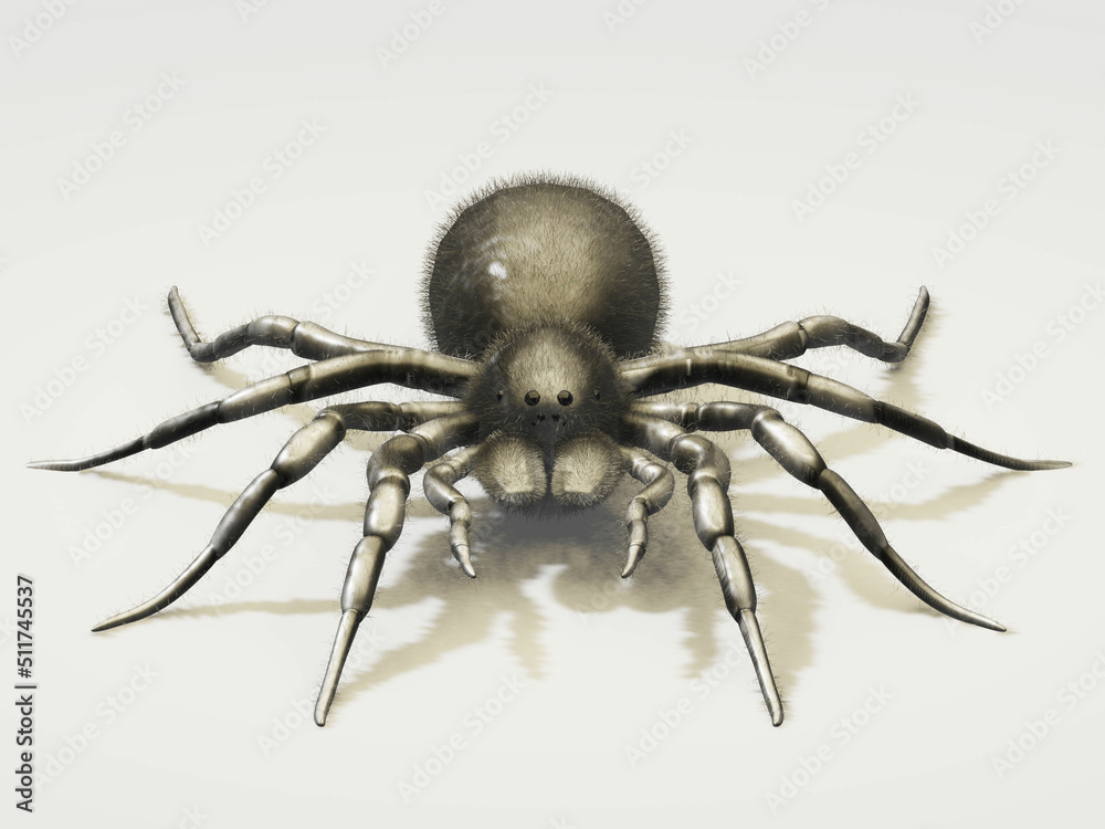 3d Rendered Of Spider Tarantula. Largest Spider In Terms Of Leg-span Is 