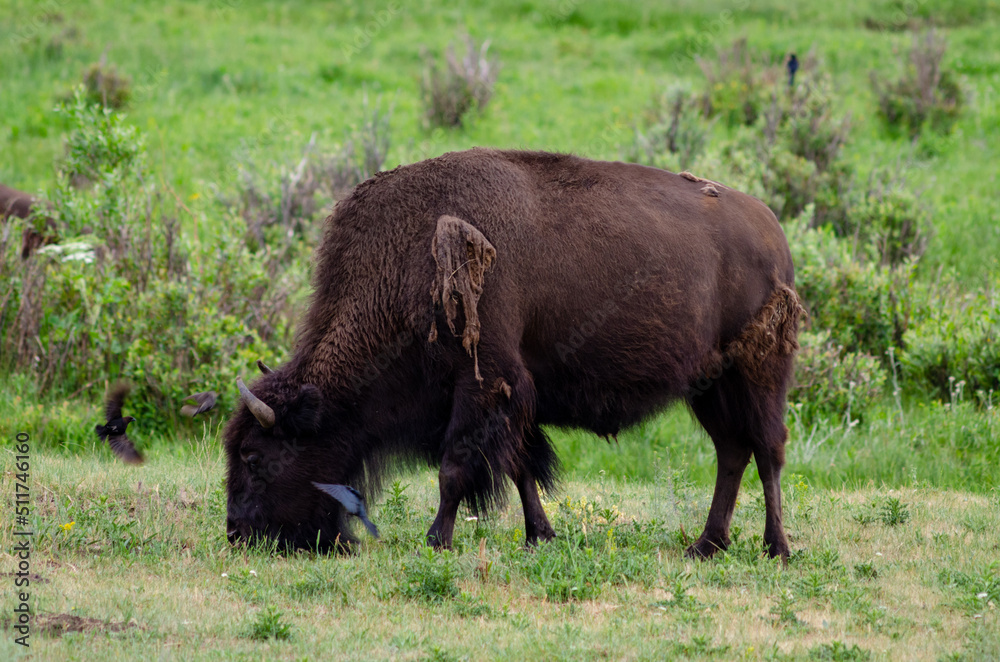 Bison grazing in the Yellowstone National Park Bison grazing in the Yellowstone National Park