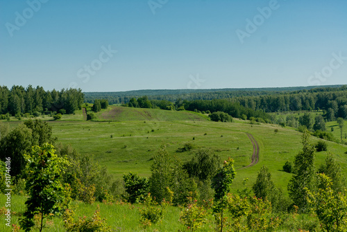 Wallpaper Mural A pine forest in Samarskaya Luka National Park! Torontodigital.ca
