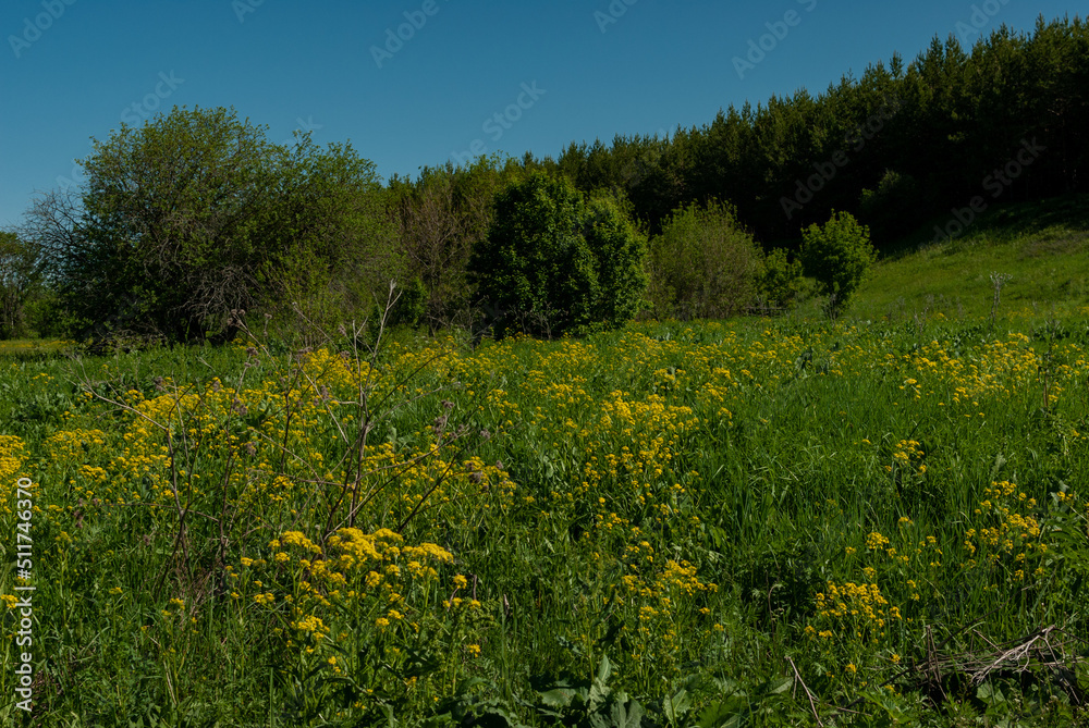 Pine forest in Samarskaya Luka National Park! Pine forest in Samarskaya Luka National Park!