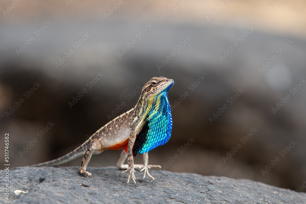 Sarada superba, the superb large fan-throated lizard, is a species of agamid lizard gives a superb display of dewlap in order to attract the female during the mating season Sarada superba, the superb large fan-throated lizard, is a species of agamid lizard gives a superb display of dewlap in order to attract the female during the mating season