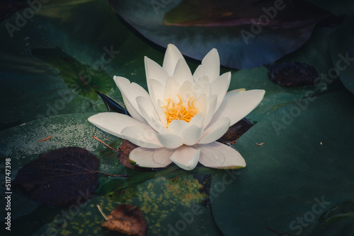 Waterlilly in a garden pond