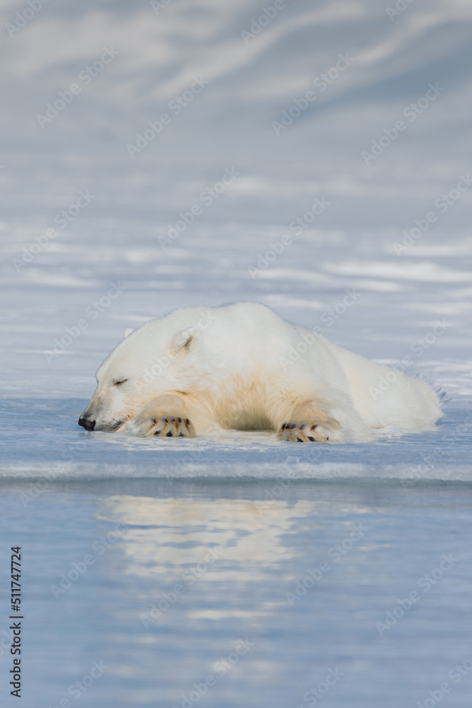 Shot in Svalbard may 2022 Shot in Svalbard may 2022