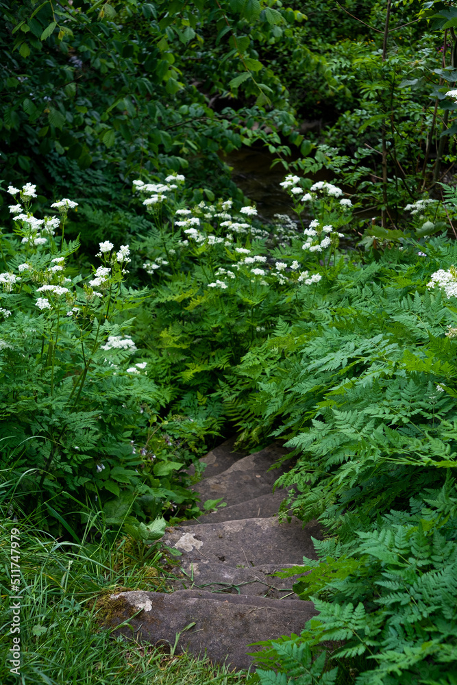 Obraz premium Old overgrown stairs with leaves and plants
