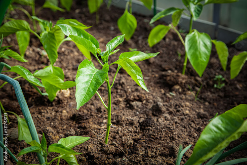 Seedlings of peppers in the soil. Young sprouts of pepper in a greenhouse