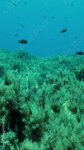 VERTICAL VIDEO: School of juvenile Mediterranean chromis fish (Chromis chromis) swim over rocky seabed covered with Brown Seaweed (Cystoseira). Camera moves forwards. Slow motion
 photo