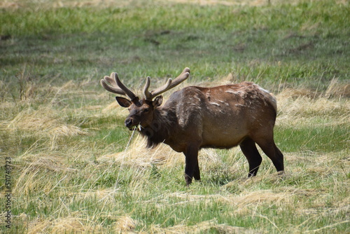 Wallpaper Mural Elk in the forest  Torontodigital.ca