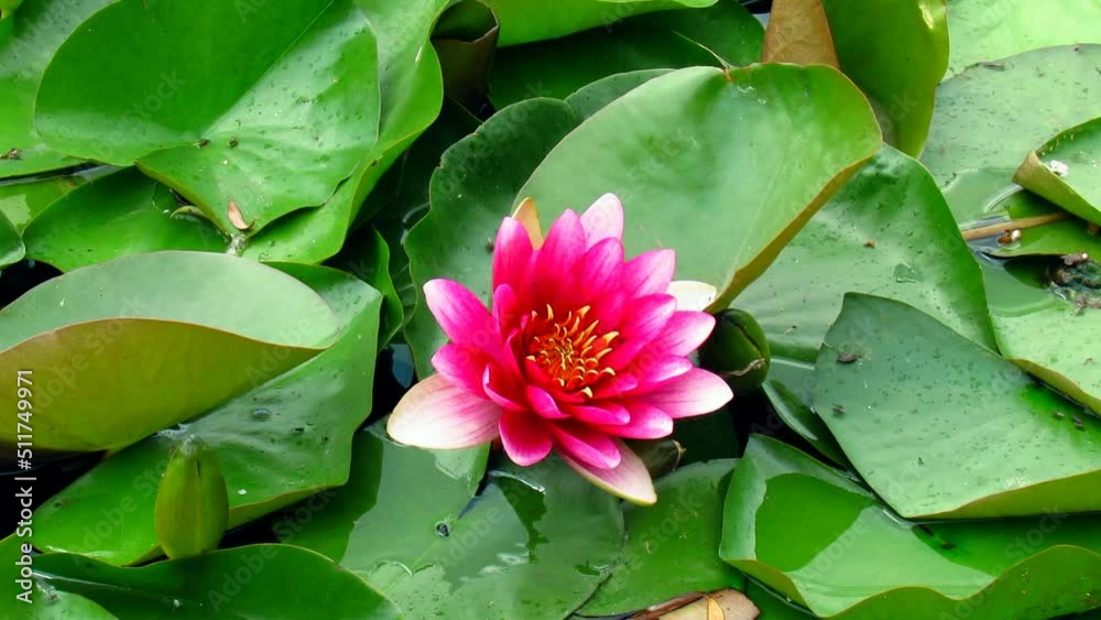 Pink lily with green leaves close-up from above on the lake Pink lily with green leaves close-up from above on the lake
