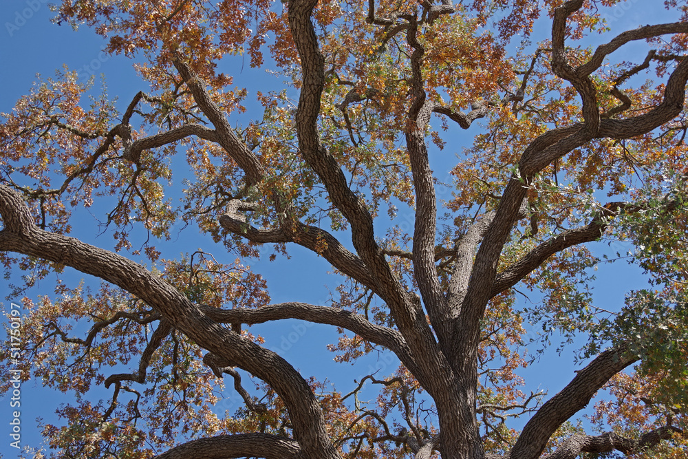Crown of a California oak tree in autumn under blue sky Crown of a California oak tree in autumn under blue sky
