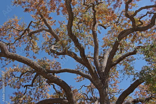 Crown of a California oak tree in autumn under blue sky