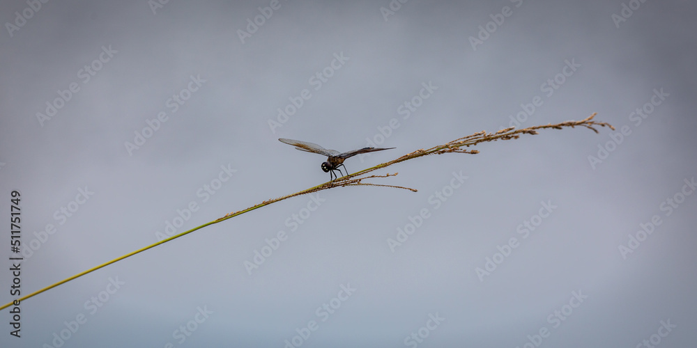 dragonfly on a branch
