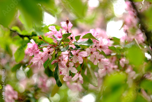 Walking in the woods, spring nature.