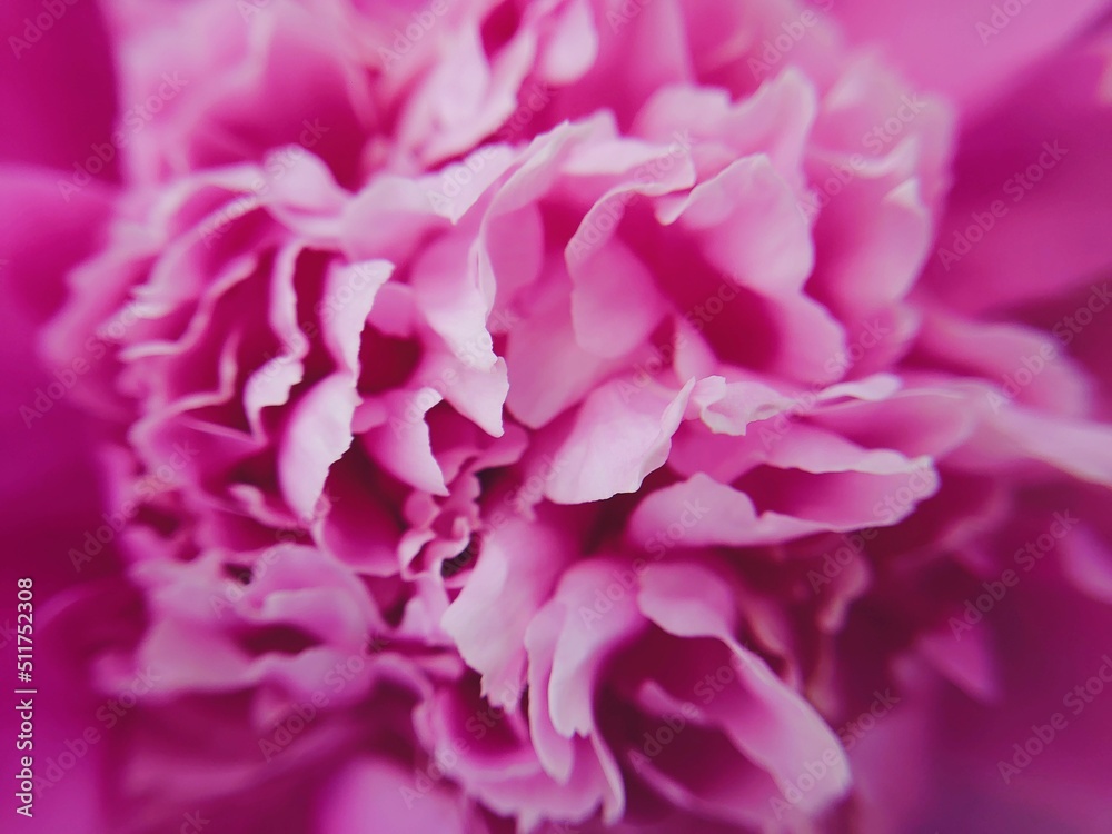 Blooming bright pink peony flower, close-up. Natural texture, background. Spring and summer seasons, gardening, landscaping, floral design, bouquet, perfume, botany concepts
