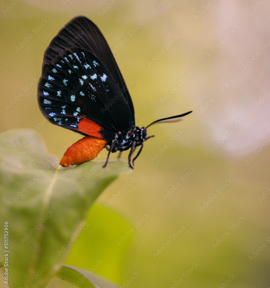 Fototapeta premium butterfly on a flower beautiful nature life 