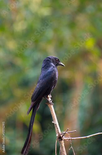 portrait image of a black drongo bird in the jungle, selective focus images.