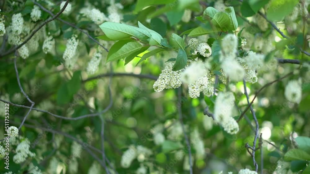 flowering tree in summer in the bright sun in a strong wind flowering tree in summer in the bright sun in a strong wind