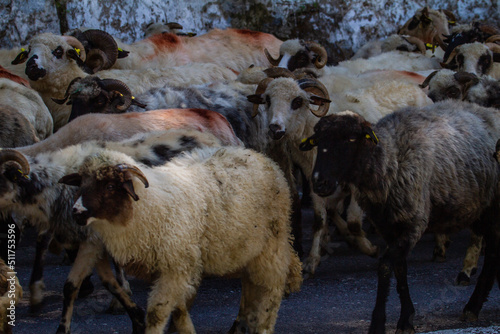 On the Transfagarasan Highway, Sibiu County, Romania photo