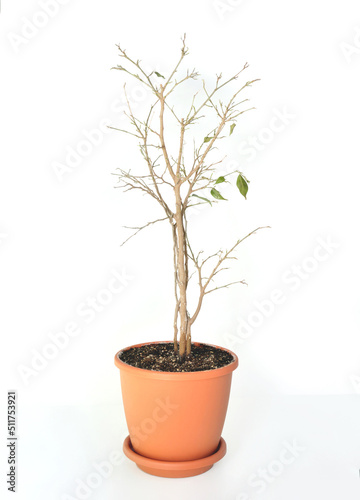 dried potted tree is isolated on a white background