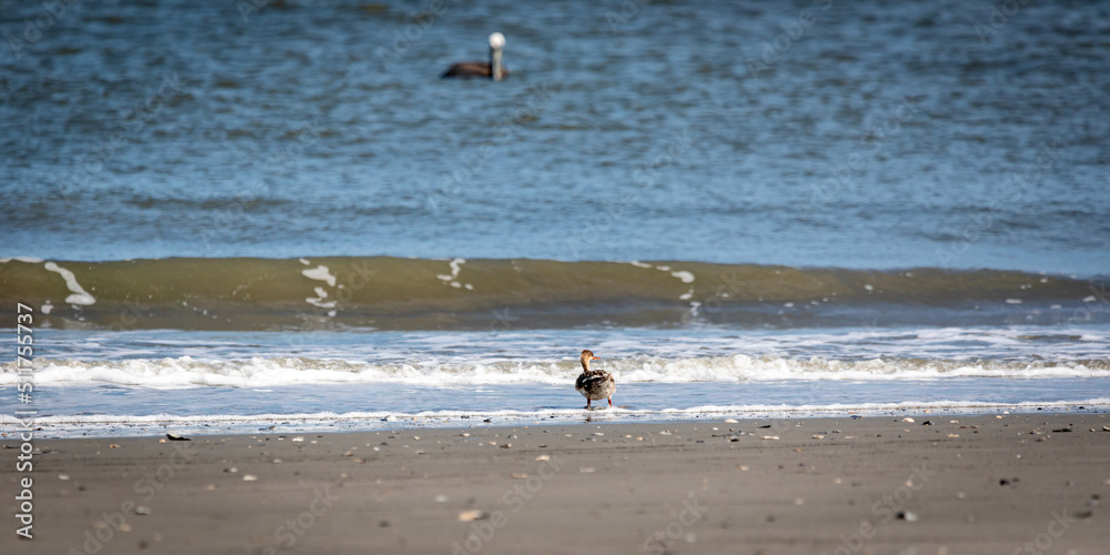 Obraz premium seagulls on the beach
